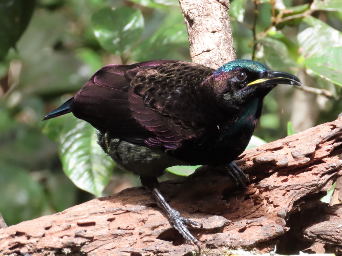 sunlit male Victoria's Riflebird