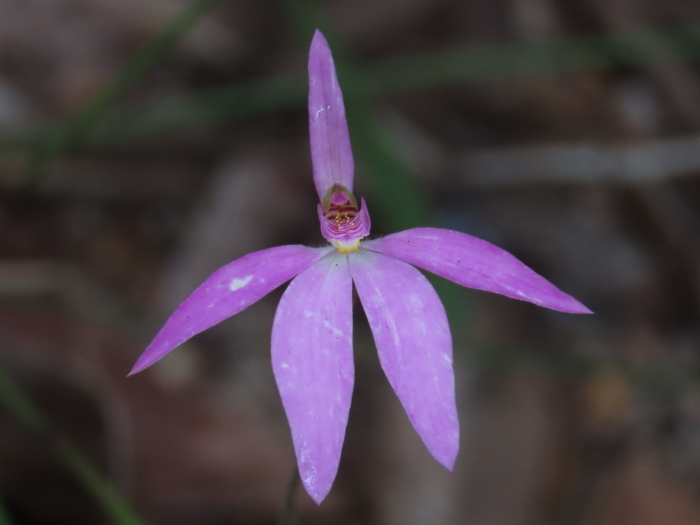Pink Lady Fingers orchid