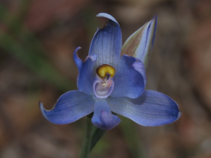 Northern Sun Orchid