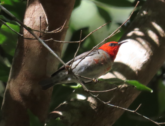 male Scarlet Honeyeater