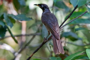Bridled Honeyeater by Steve McLean