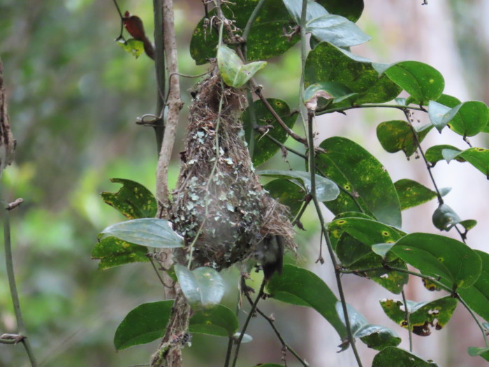 Brown Gerygone and nest