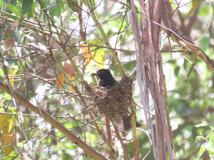 Drongo on nest