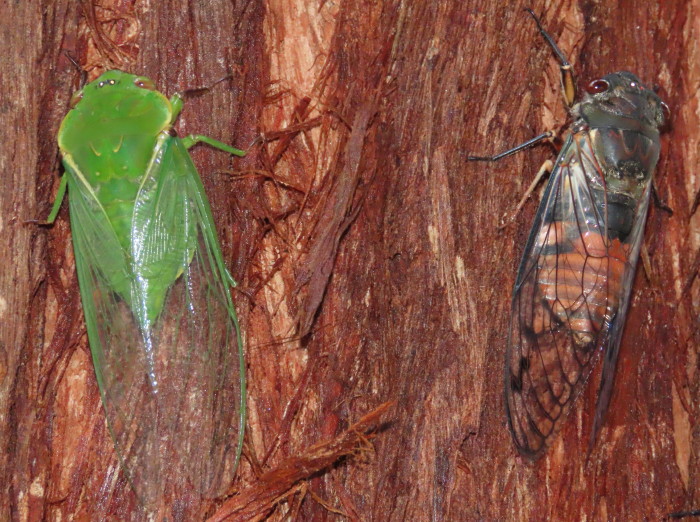Northern Green-grocer and Red Roarer cicadas