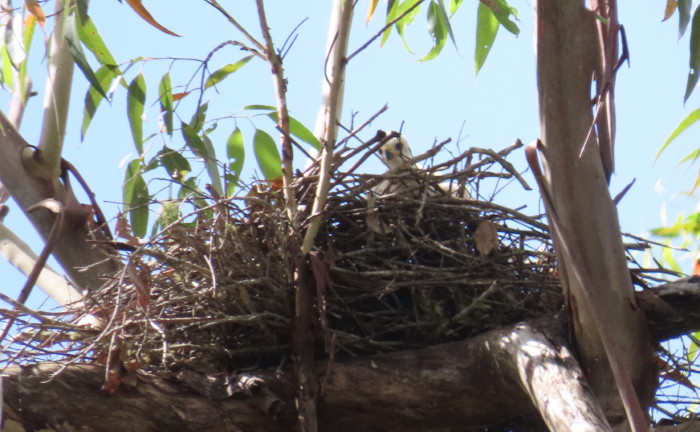 Grey Goshawk nestling