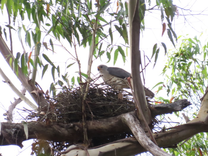 Grey Goshawk on nest