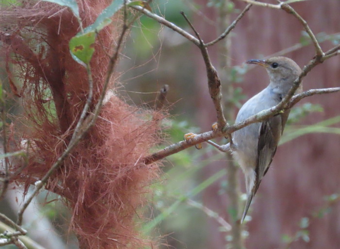 female Scarlet Honeyeater collecting nesting material