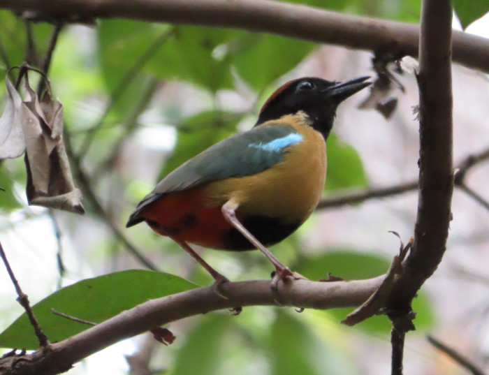 Noisy Pitta