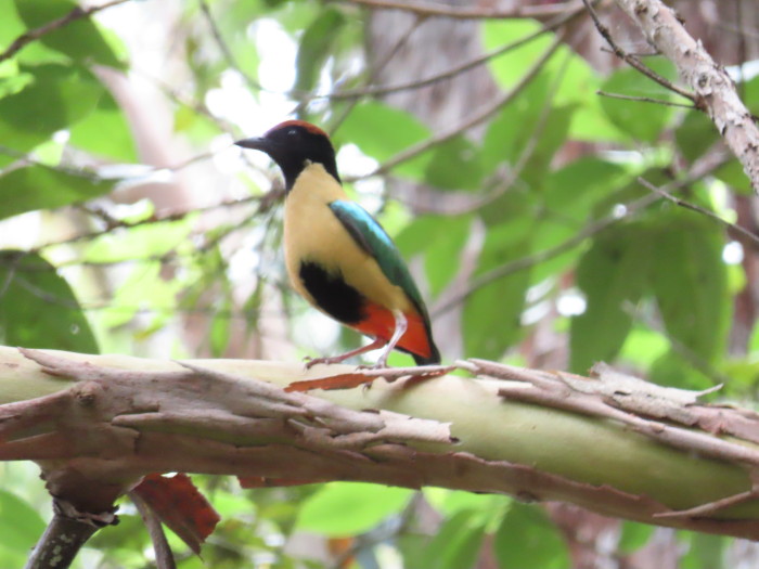 Noisy Pitta
