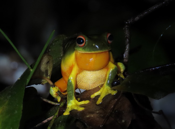 Orange-thighed Treefrog
