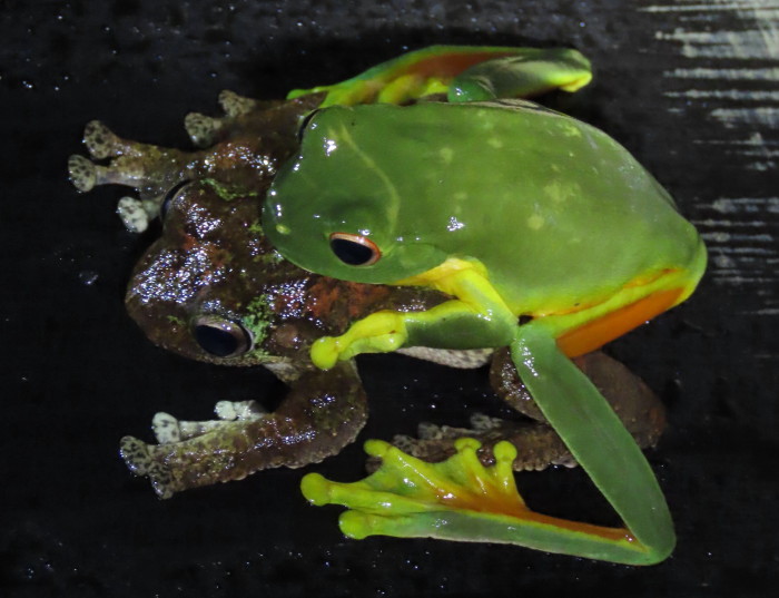 mixed couple frogs