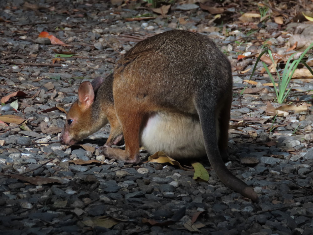 female pademelon with big pouch