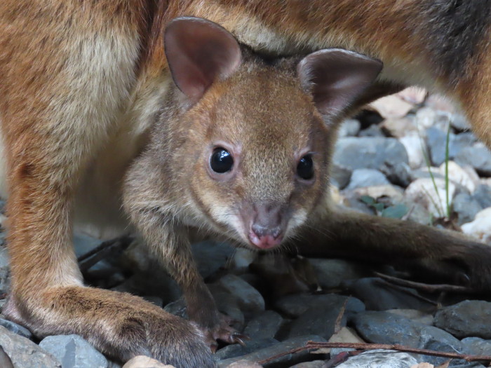 baby pademelon in pouch