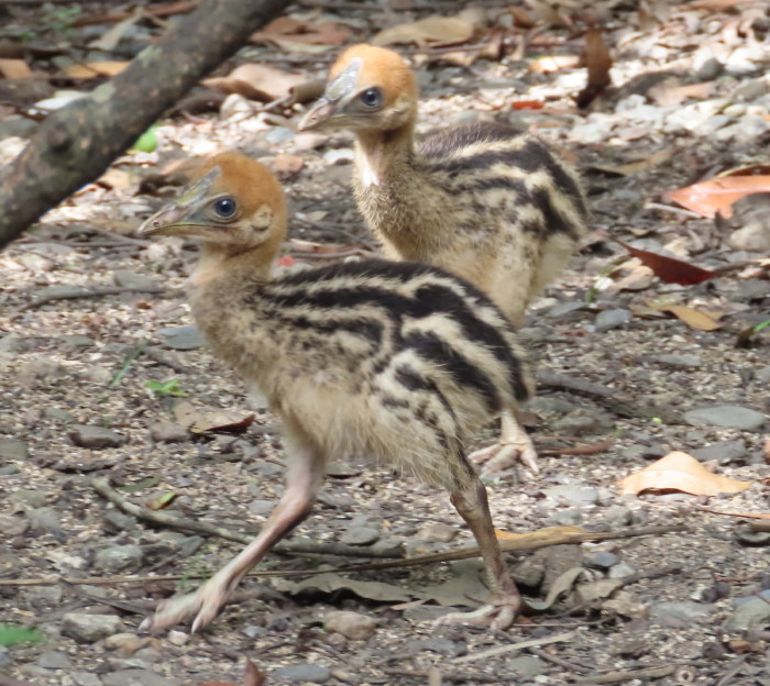 cassowary chicks
