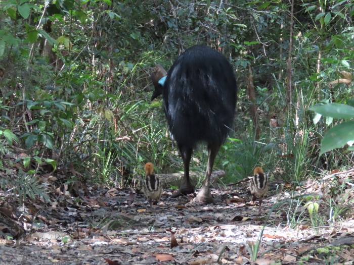 cassowary & chicks