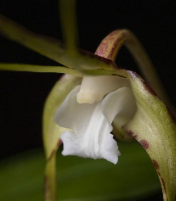 Tree Spider Orchid, Dendrobium tetragonum, photo by Julia Sumerling