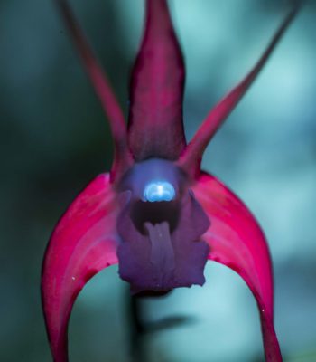Tree Spider Orchid in UV light, by Julia Sumerling