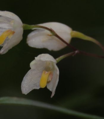Cupped Strand Orchid, B. newportii