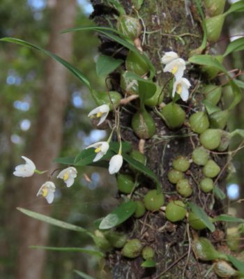 Cupped Strand Orchid, Bulbophyllum newportii