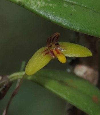 Yellow Snake Orchid, Bulbophyllum whitei