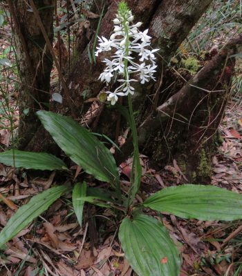 Christmas Orchid, Calanthe australasica