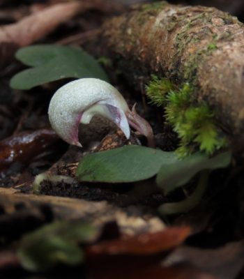 Fairy Lanterns, Corybas barbarae