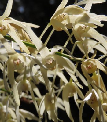 Oak Orchid, Dendrobium jonesii