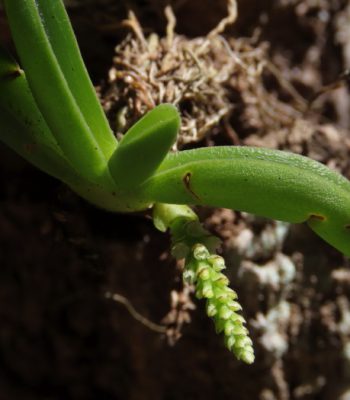 Green Caterpillar Orchid, Phreatia crassiuscula