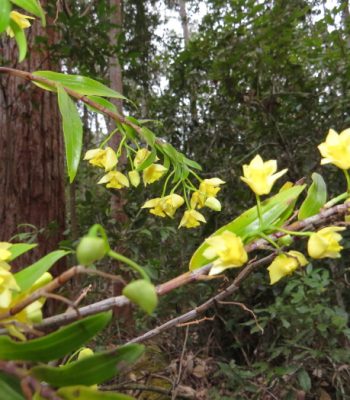Buttercup Orchid, Dendrobium agrostophyllum