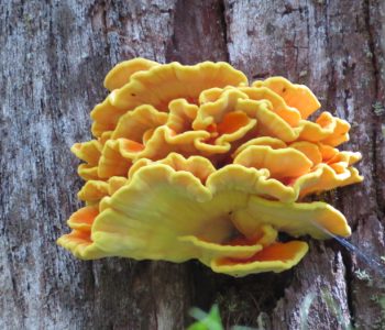 fungus on tree