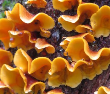 fungus