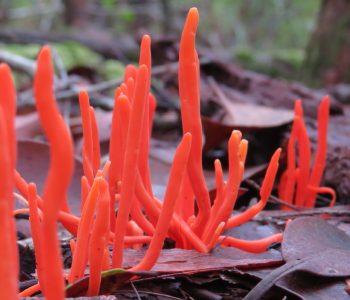 fungus red