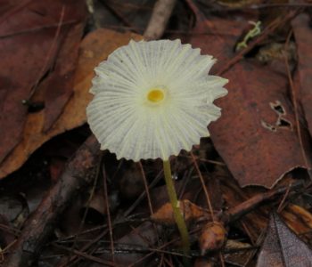 fungus white